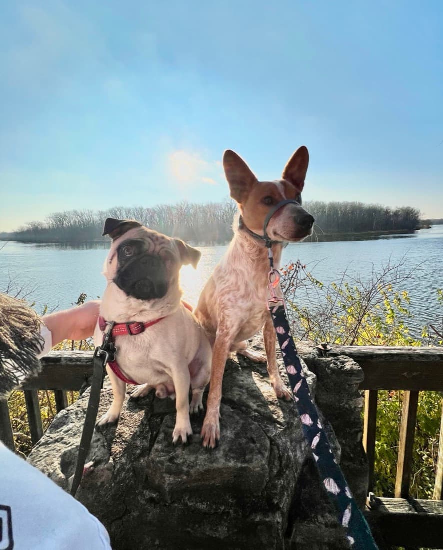 Mr. Chubbs and a friend on a rock above the river