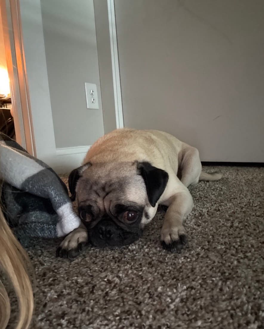 Mr. Chubbs loafing on the carpet