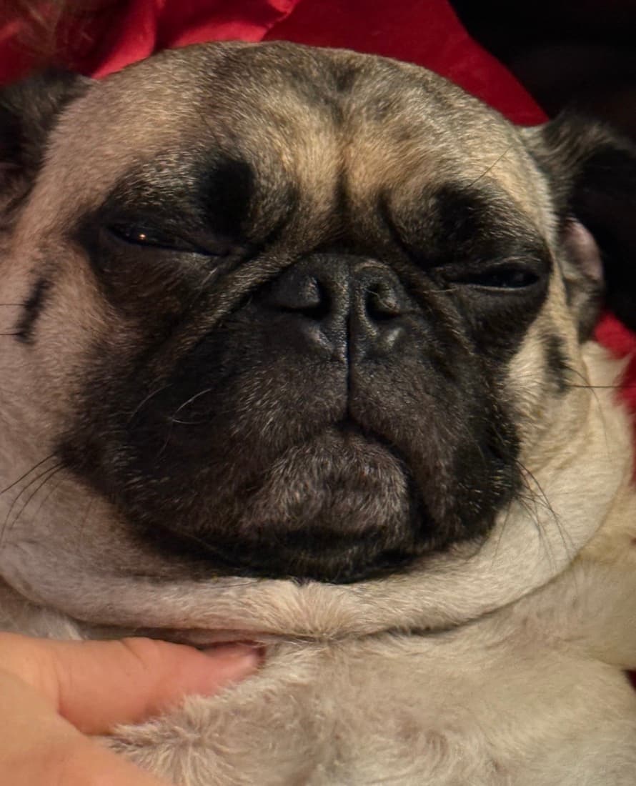 Mr. Chubbs half asleep, eyes closed
